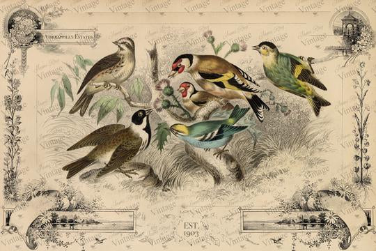 JRV - Cottage Birds