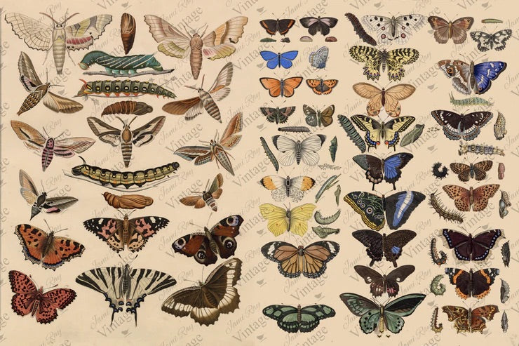 JRV Scientific Butterflies Decoupage Paper